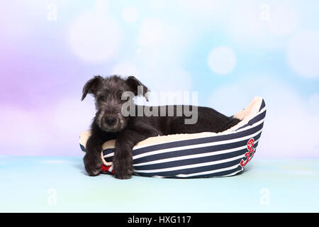 Irischer Wolfshund. Welpen (9 Wochen alt) liegen in einem Tierbett Bootsform. Studio Bild vor einem blauen Hintergrund. Deutschland Stockfoto