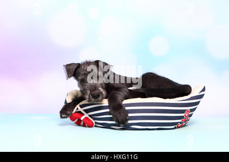 Irischer Wolfshund. Welpen (9 Wochen alt) liegen in einem Tierbett Bootsform. Studio Bild vor einem blauen Hintergrund. Deutschland Stockfoto