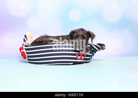 Irischer Wolfshund. Welpen (9 Wochen alt) liegen in einem Tierbett Bootsform. Studio Bild vor einem blauen Hintergrund. Deutschland Stockfoto