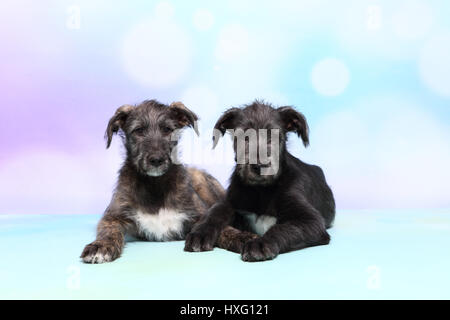 Irischer Wolfshund. Nebeneinander liegenden zwei Welpen (9 Wochen alt). Studio Bild vor einem blauen Hintergrund. Deutschland Stockfoto