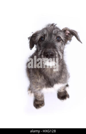 Irischer Wolfshund. Welpen (9 Wochen alt) sitzen. Studio Bild vor einem weißen Hintergrund. Deutschland Stockfoto