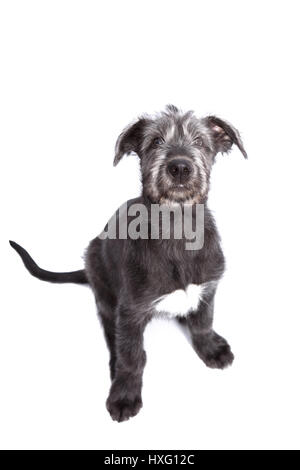 Irischer Wolfshund. Welpen (9 Wochen alt) sitzen. Studio Bild vor einem weißen Hintergrund. Deutschland Stockfoto