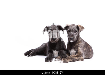 Irischer Wolfshund. Nebeneinander liegenden zwei Welpen (9 Wochen alt). Studio Bild vor einem weißen Hintergrund. Deutschland Stockfoto