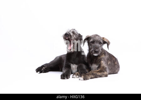 Irischer Wolfshund. Nebeneinander liegenden zwei Welpen (9 Wochen alt). Studio Bild vor einem weißen Hintergrund. Deutschland Stockfoto