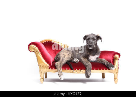 Irischer Wolfshund. Welpen (9 Wochen alt) liegen auf einer Chaiselongue. Studio Bild vor einem weißen Hintergrund. Deutschland Stockfoto