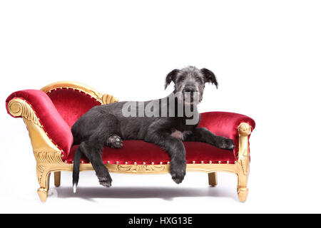 Irischer Wolfshund. Welpen (9 Wochen alt) liegen auf einer Chaiselongue. Studio Bild vor einem weißen Hintergrund. Deutschland Stockfoto
