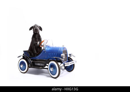 Irischer Wolfshund. Welpen (9 Wochen alt) sitzt in einem Oldtimer. Studio Bild vor einem weißen Hintergrund. Deutschland Stockfoto