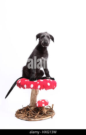 Irischer Wolfshund. Welpen (9 Wochen alt) sitzt auf einem großen Fliegenpilz. Studio Bild vor einem weißen Hintergrund. Deutschland Stockfoto