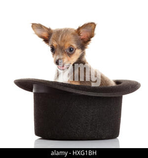 Chihuahua-Welpe in einen Hut. Stockfoto