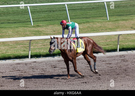 HALLANDALE BEACH, USA - 11. März 2017: Pferderennen auf der Rennbahn Gulfstream Park in Hallandale Beach, Florida, Vereinigte Staaten von Amerika Stockfoto