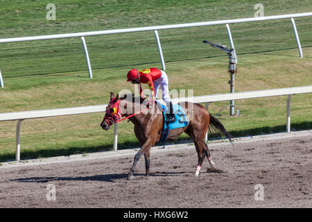 HALLANDALE BEACH, USA - 11. März 2017: Pferderennen auf der Rennbahn Gulfstream Park in Hallandale Beach, Florida, Vereinigte Staaten von Amerika Stockfoto