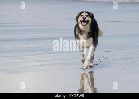 Hund mit Smiley am Ufer am Strand laufen. Stockfoto