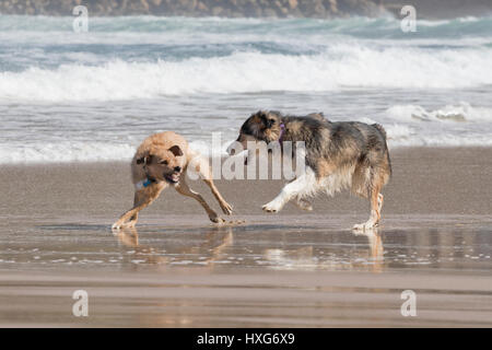 Hunde spielen an einem Tag bei Ebbe am Strand. Stockfoto