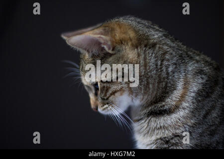 Porträt von Tabby Katze schaut mit dunklem Hintergrund Stockfoto