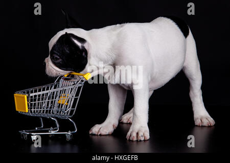 Französische Bulldogge mit einem Supermarkt-Einkaufswagen zu spielen. Lustige kleine Hund. Stockfoto