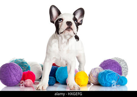 Französische Bulldogge Welpen mit einem Wolle-Kugeln isoliert auf weißem Hintergrund. Stockfoto