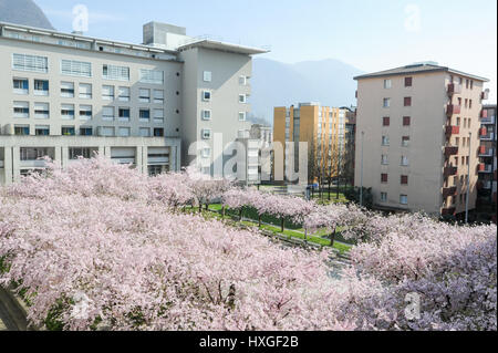 Pfirsichbaum blühen am Stadtplatz Stockfoto