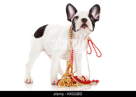 Entzückende französische Bulldogge tragen Schmuck auf weißem Hintergrund. Französische Bulldogge Welpen Porträt auf weißem Hintergrund Stockfoto