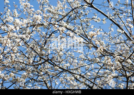 Impressionen aus den öffentlichen Park in Berlin-Wilmersdorf. Blüten, Knospen in der Morgensonne. Stockfoto