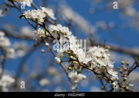 Impressionen aus den öffentlichen Park in Berlin-Wilmersdorf. Blüten, Knospen in der Morgensonne. Stockfoto