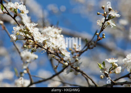 Impressionen aus den öffentlichen Park in Berlin-Wilmersdorf. Blüten, Knospen in der Morgensonne. Stockfoto