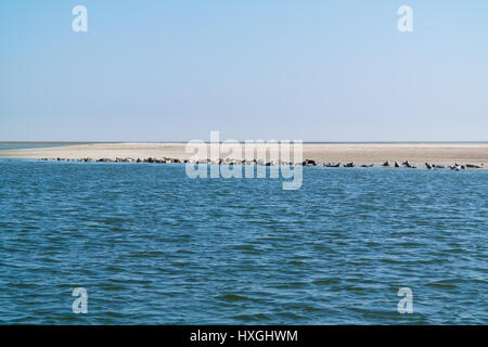 Gruppe von gemeinsamen und graue Dichtungen ruht auf Sandbank im Eierlandse Gat, Wattenmeer, Niederlande Stockfoto