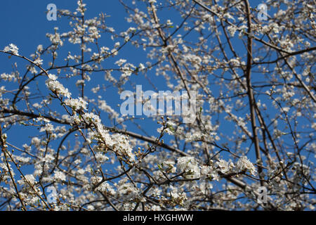 Impressionen aus den öffentlichen Park in Berlin-Wilmersdorf. Blüten, Knospen in der Morgensonne. Stockfoto