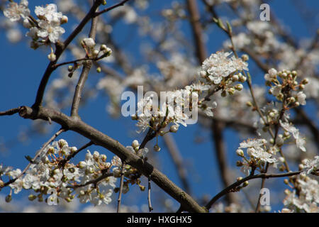 Impressionen aus den öffentlichen Park in Berlin-Wilmersdorf. Blüten, Knospen in der Morgensonne. Stockfoto