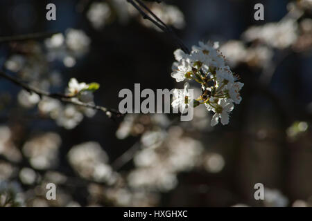 Impressionen aus den öffentlichen Park in Berlin-Wilmersdorf. Blüten, Knospen in der Morgensonne. Stockfoto