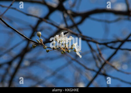 Impressionen aus den öffentlichen Park in Berlin-Wilmersdorf. Blüten, Knospen in der Morgensonne. Stockfoto