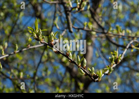 Impressionen aus den öffentlichen Park in Berlin-Wilmersdorf. Blüten, Knospen in der Morgensonne. Stockfoto