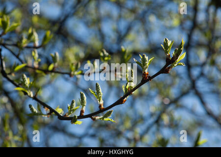 Impressionen aus den öffentlichen Park in Berlin-Wilmersdorf. Blüten, Knospen in der Morgensonne. Stockfoto