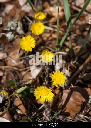 Tussilago Farfara in Blüte zu Beginn des Frühlings. Stockfoto