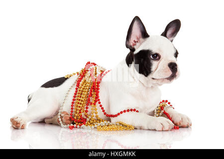 Entzückende französische Bulldogge tragen Schmuck auf weißem Hintergrund. Französische Bulldogge Welpen Porträt auf weißem Hintergrund Stockfoto