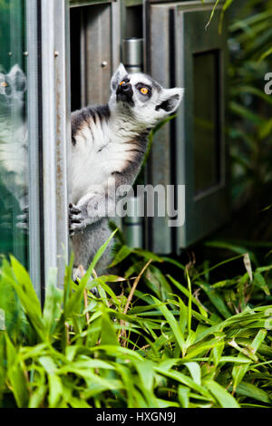 Ring Tailed Lemur Stockfoto