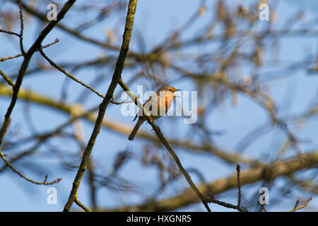 Robin singen in einem Baum, den Schnabel weit offen Stockfoto