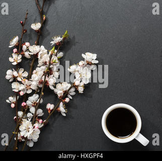 Tasse Kaffee und blühenden Zweigen mit Aprikose Blüten auf schwarzem Schiefer. Stockfoto