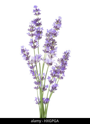 Bündel von Lavendel isoliert auf weißem Hintergrund. Stockfoto