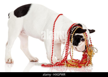 Entzückende französische Bulldogge tragen Schmuck auf weißem Hintergrund. Französische Bulldogge Welpen Porträt auf weißem Hintergrund Stockfoto