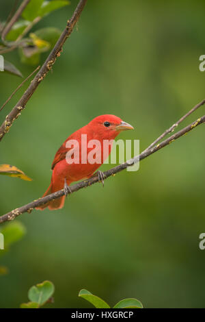 Sommer-Voegel sitzen auf Zweig unscharfen Hintergrund Stockfoto