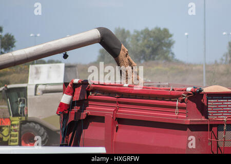Mähdrescher, die Übertragung von frisch geernteten Weizen auf Traktor-Anhänger für den Transport in der Tschechischen Republik Stockfoto