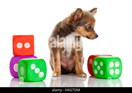 Langhaarige Chihuahua Hund auf weißem Hintergrund Stockfoto