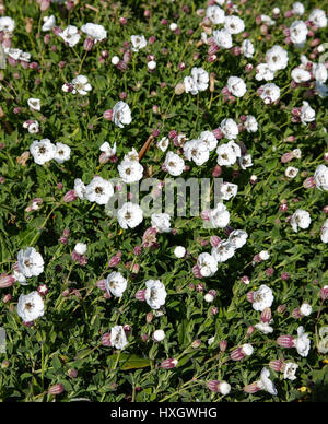 Kräftige Kolonie von Meer Campion Silene Uniflora wächst auf Felsen auf der Insel von Samson in die Isles of Scilly UK Stockfoto