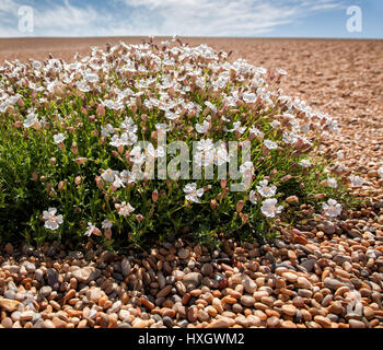 Meer Campion Silene Uniflora auf Chesil Beach auf der Küste von Dorset UK Stockfoto