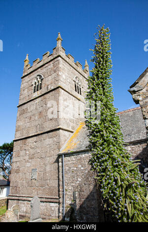 St Senara Kirche und Eremurus Turm in den küstennahen Dorf Zennor in Cornwall UK Stockfoto