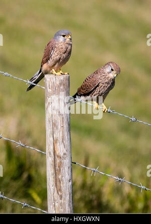 Paar Turmfalken Falco Tinnunculus in Ruhe auf einen Stacheldrahtzaun an der Dorset Küste UK Stockfoto