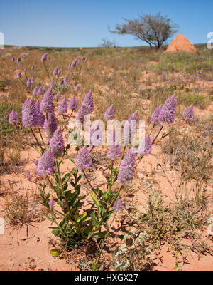 Tall Mulla Mulla Ptilotus Exalltatus unter den dort wachsenden Termite Teiche in den ariden West Australian outback Stockfoto