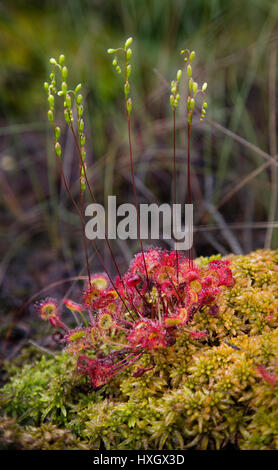 Runde rotblättrige Sonnentau Drosera Rotundifolia in Sphagnum Moor bei Thursley häufig in Surrey UK
