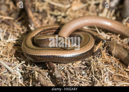 Männliche und weibliche langsam Würmer (geschiedenen Fragilis) in Surrey, Großbritannien Stockfoto