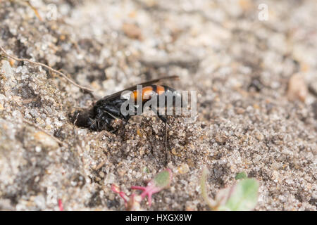 Black-banded Spinne Wespe (Anoplius Viaticus) Graben Graben im Sand in Surrey, UK Stockfoto